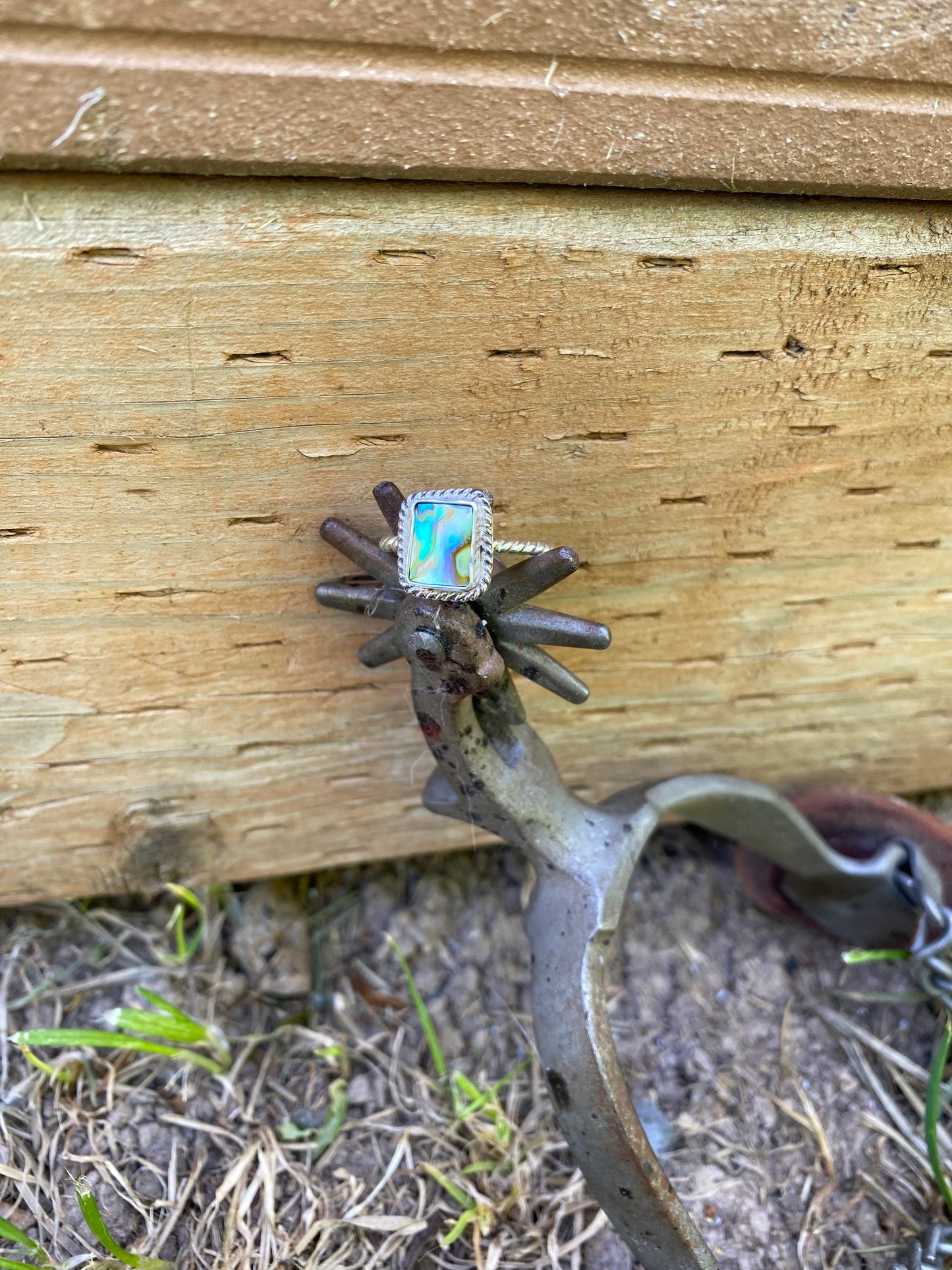 ☀️abalone shell size 8