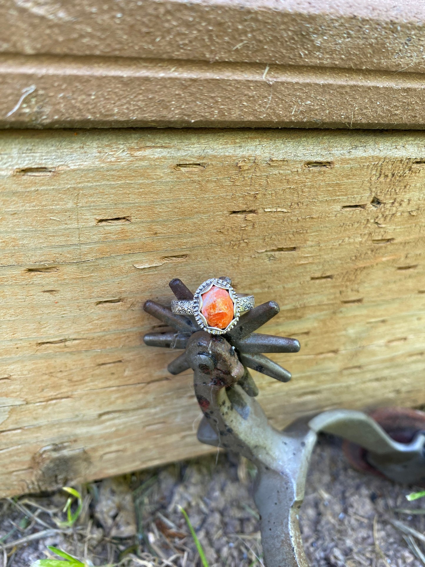 ☀️orange spiny 7.5